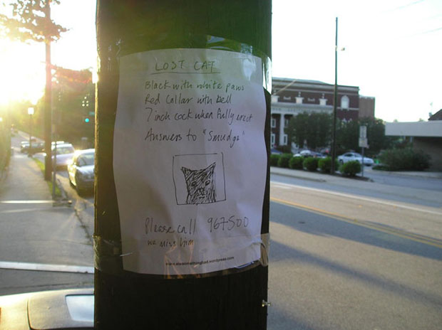 Lost Cat by Adam Hell from Ate Something Bad