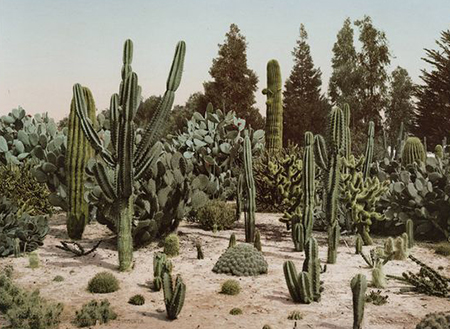 Cactus Garden in California
