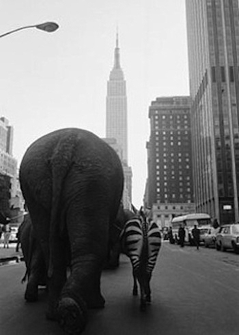 Circus in New York