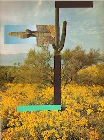 Cactus Montage