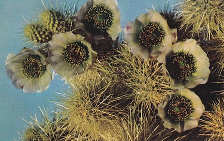 Desert Plant
