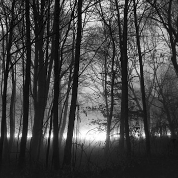 Forest Mist