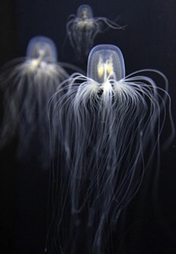 Jelly Fish