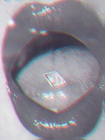 LSD on Girls Tongue