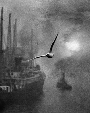Wartime Seagull
