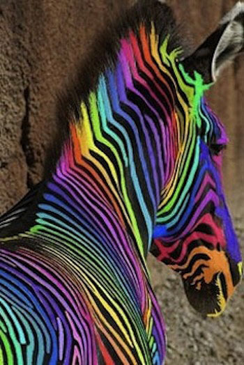Neon Zebra