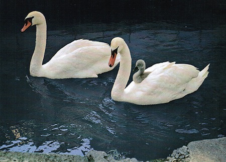 Ride A White Swan