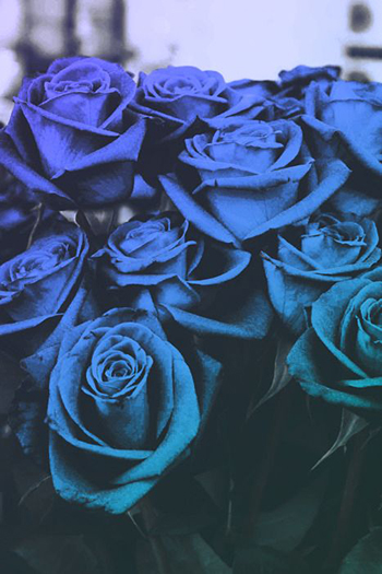 Ultra Violet Blue Roses