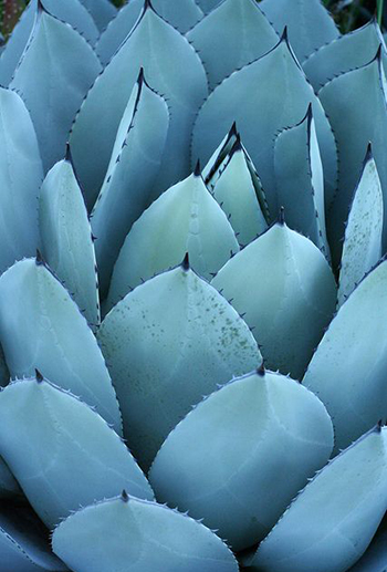 Vivid Blue Cactus Plants