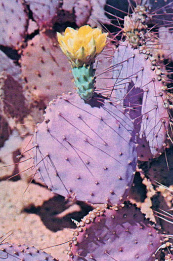 Yellow Desert Flower on Pink Cactus